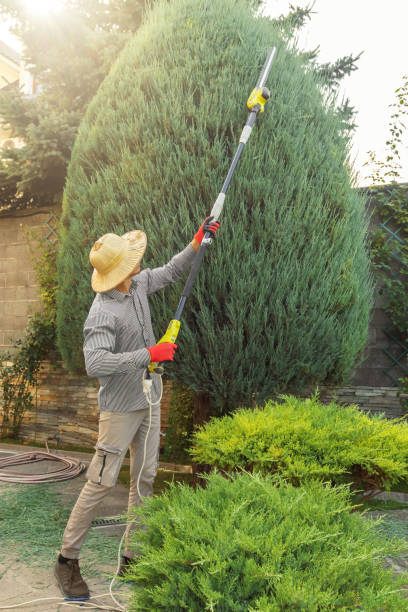 Lawn Drainage Solutions in Vienna, GA